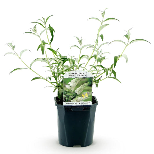 Tuinplant - Buddleja davidii White Profusion - Vlinderstruik - Winterhard - Forestbloom