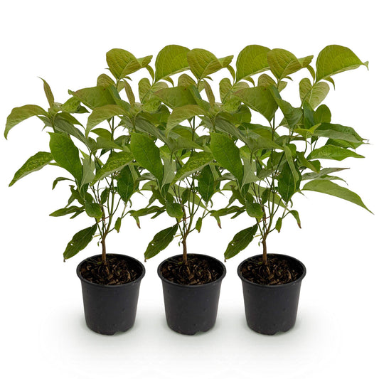 Tuinplant - Cornus mas - 3 Planten - Weinig Onderhoud - Forestbloom
