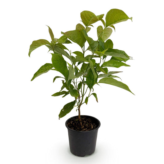 Tuinplant - Cornus mas - Weinig Onderhoud - Forestbloom