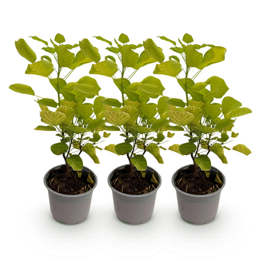 Tuinplant - Cotinus coggyria Golden Spirit - 3 Planten - Weinig Onderhoud - Forestbloom
