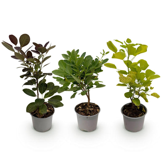 Tuinplant - Cotinus coggyria Tricolour - 3 Planten - Weinig Onderhoud - Forestbloom