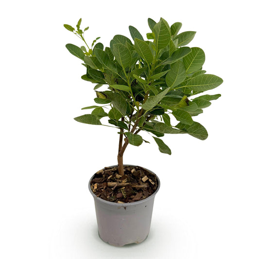 Tuinplant - Cotinus coggyria Young Lady - Weinig Onderhoud - Forestbloom