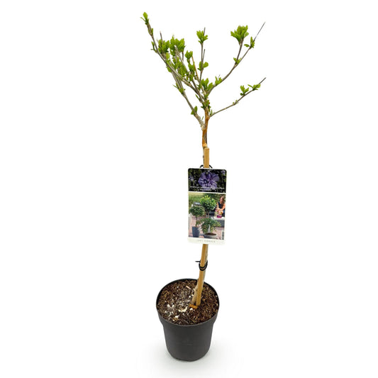 Tuinplant - Hibiscus syriacus Blue Chiffon® - Plant op stam - Terras Plant - Forestbloom