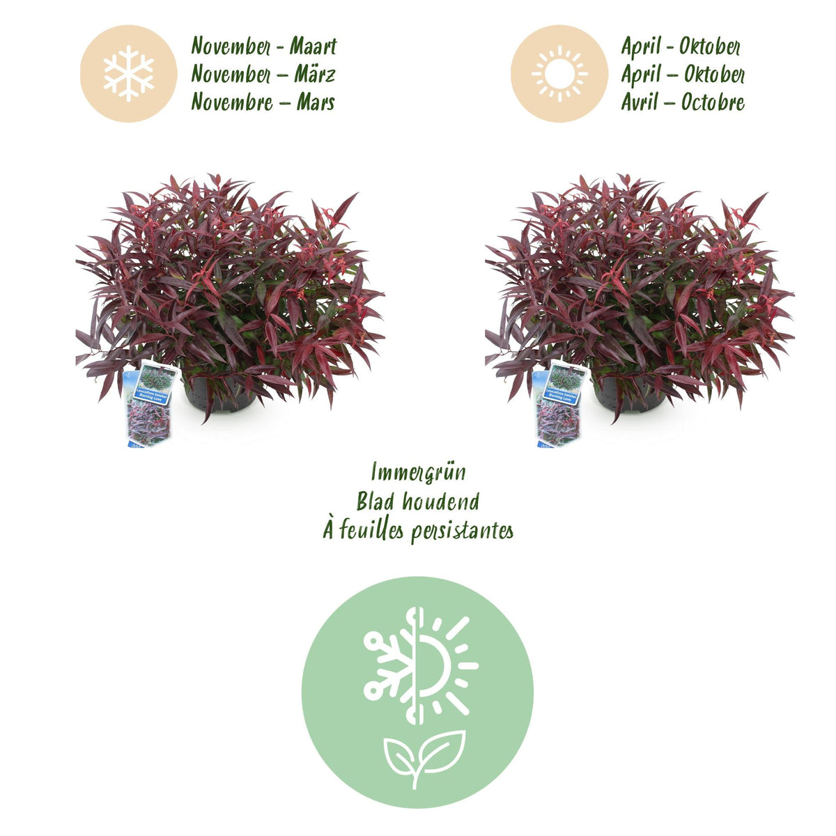 Tuinplant - Leucothoe Burning Love - 2 Planten - Weinig Onderhoud - Forestbloom