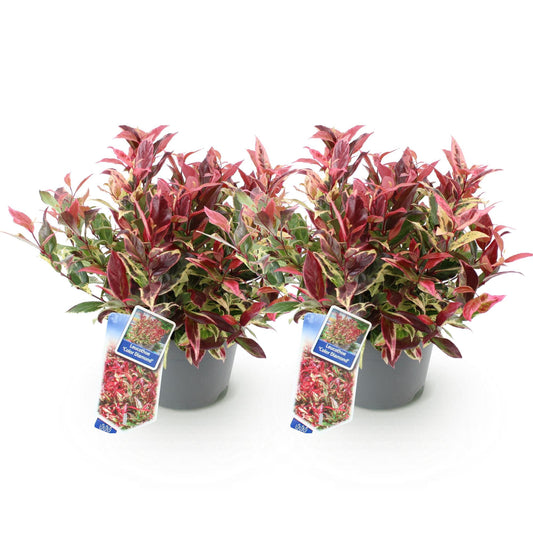Tuinplant - Leucothoe Colour Diamond - 2 Planten - Weinig Onderhoud - Forestbloom