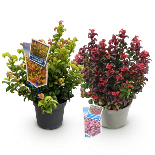 Tuinplant - Leucothoe Curly Duo - 2 Planten - Weinig Onderhoud - Forestbloom