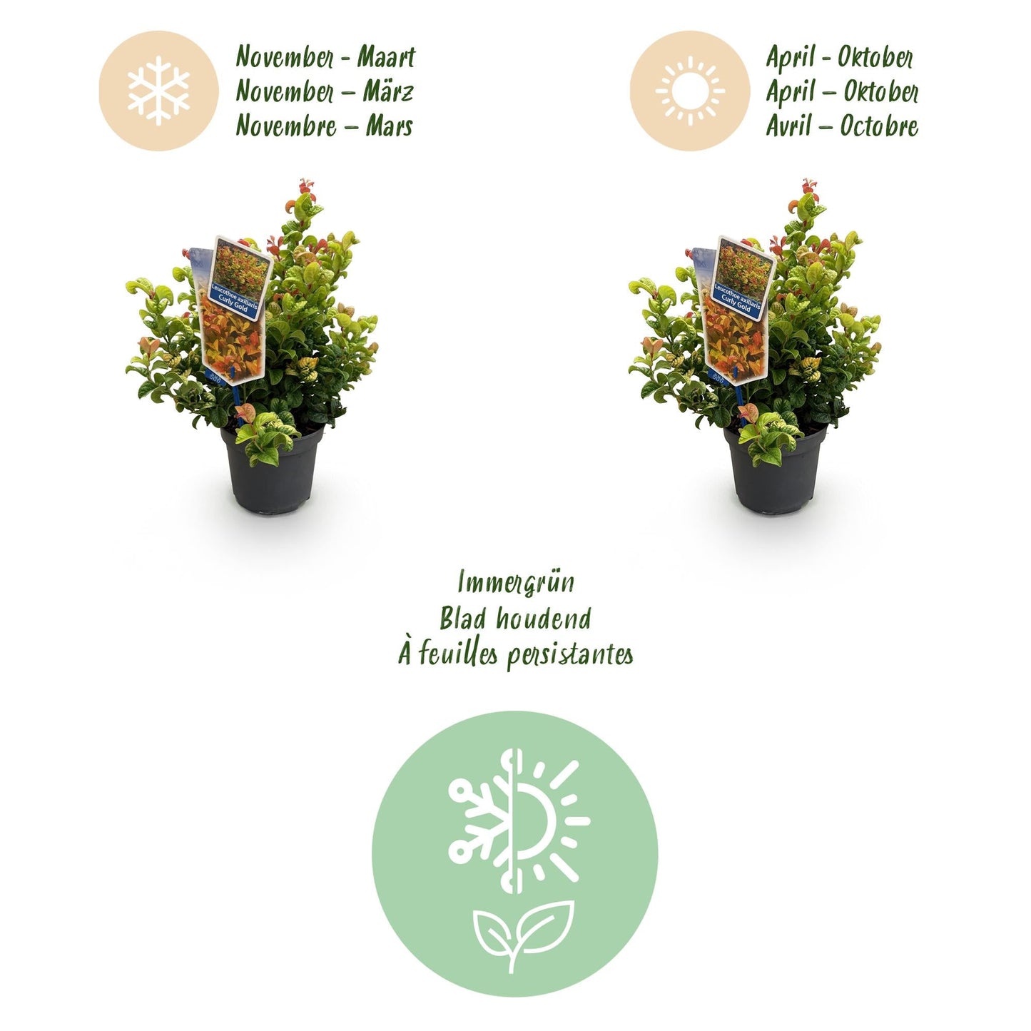 Tuinplant - Leucothoe Curly Gold - Weinig Onderhoud - Forestbloom