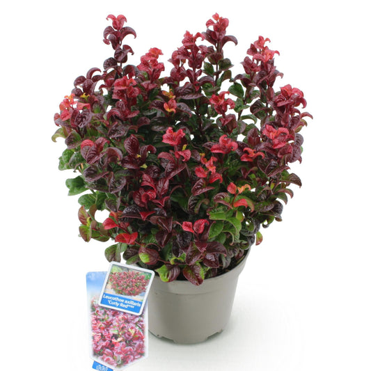 Tuinplant - Leucothoe Curly Red - Weinig Onderhoud - Forestbloom