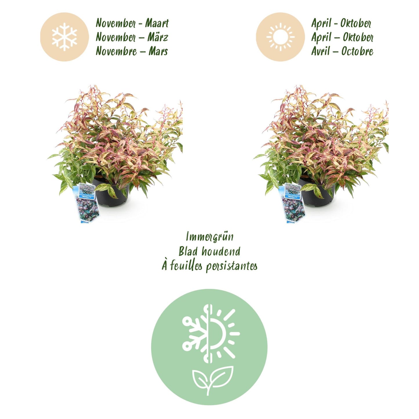 Tuinplant - Leucothoe Makijaz - Weinig Onderhoud - Forestbloom