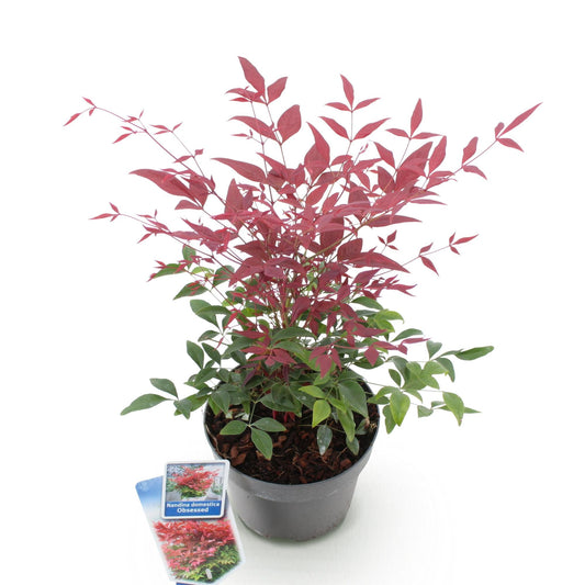 Tuinplant - Nandina Obsessed - Weinig Onderhoud - Forestbloom