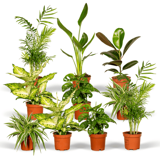 Verrassingsbox set van 10 - Forestbloom