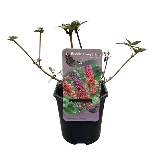 Vlinderstruik - Buddleja davidii Flower Power - 3 Planten - Forestbloom