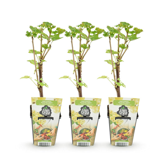 Witte Bes - Ribes rubrum Witte Hollander - Winterhard - 3 Planten - Forestbloom