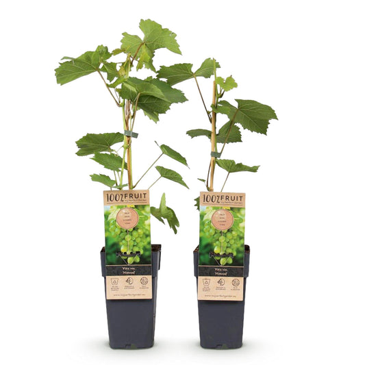 Witte Druif - Vitis vinifera Himrod - Pitloos - 2 planten - Forestbloom