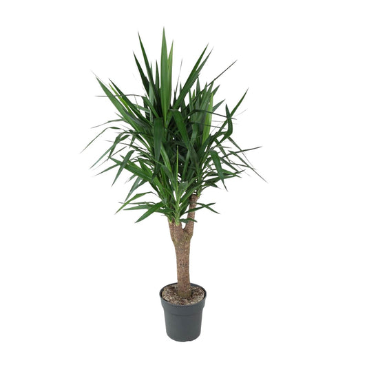 Yucca Elephantipe vertakt - 150 cm - Forestbloom