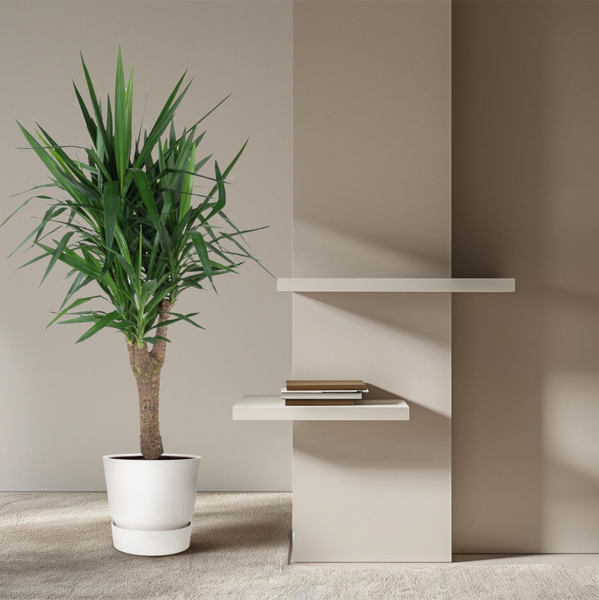 Yucca Elephantipe vertakt - 150 cm - Forestbloom