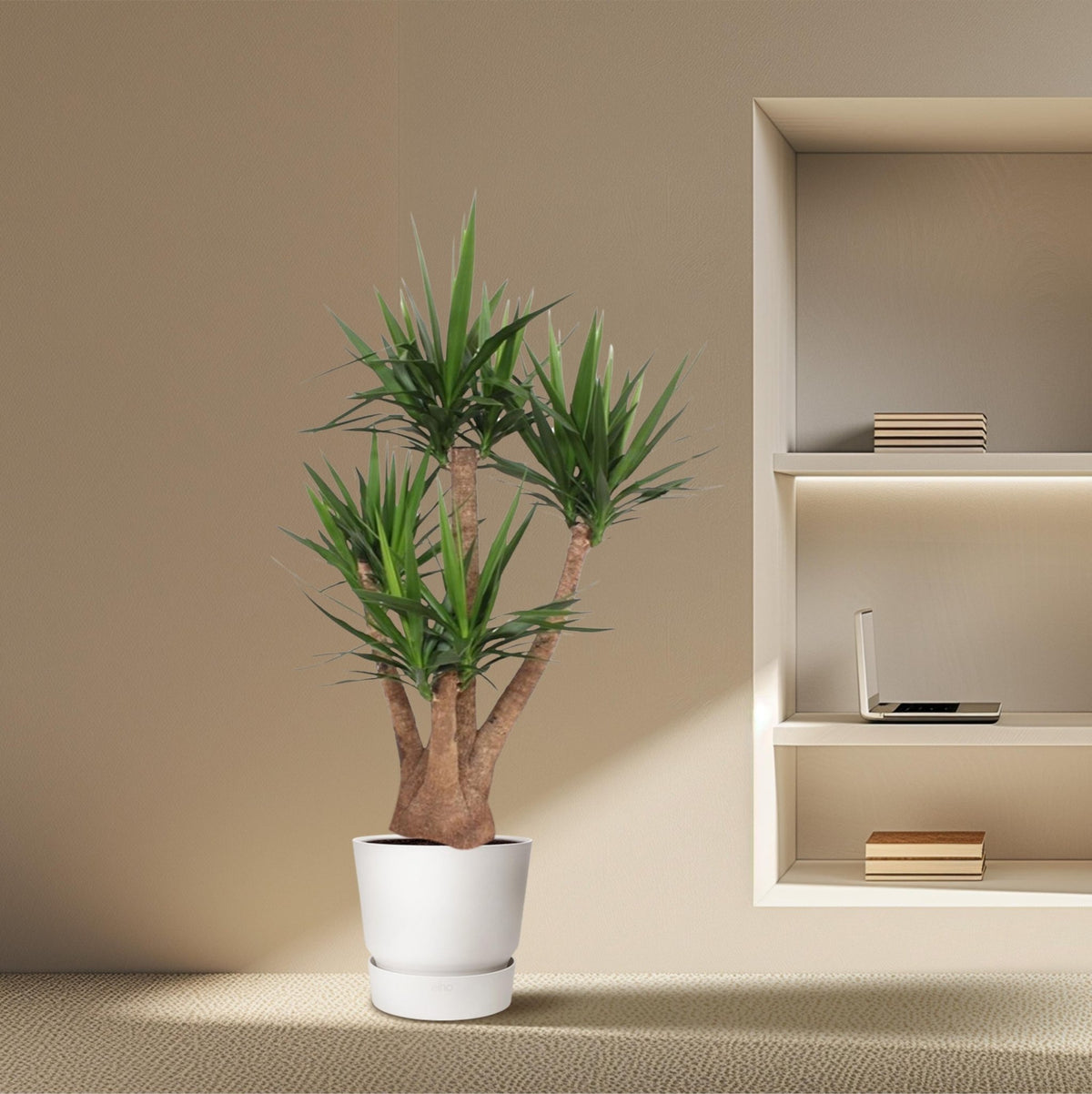 Yucca Elephantipes vertakt - 170 cm - Forestbloom
