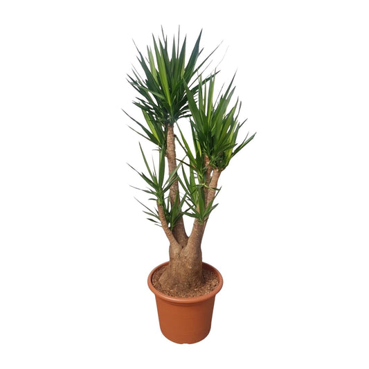 Yucca Elephantipes vertakt - 190 cm - Forestbloom