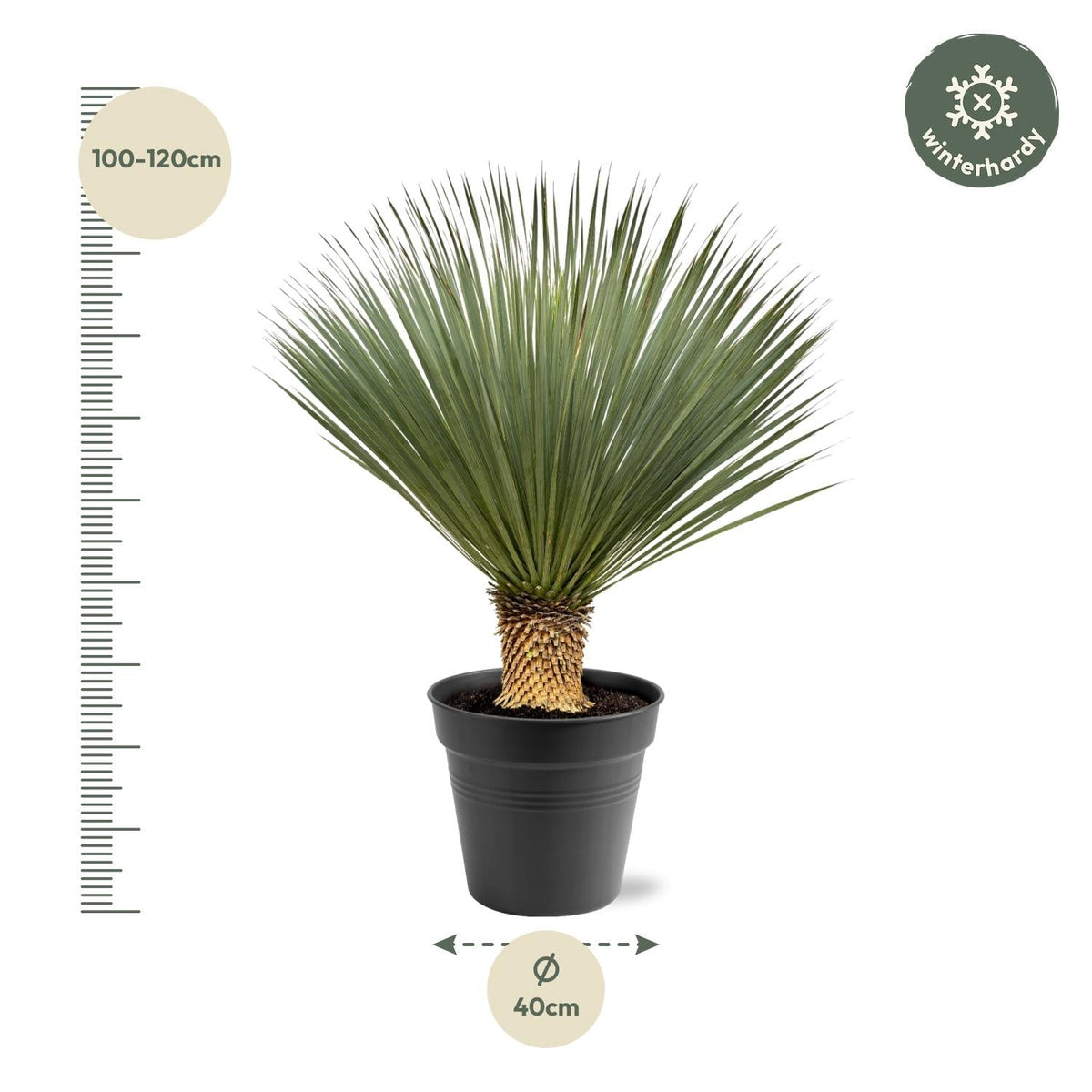 Yucca Rostrata - 100-120 cm - Forestbloom