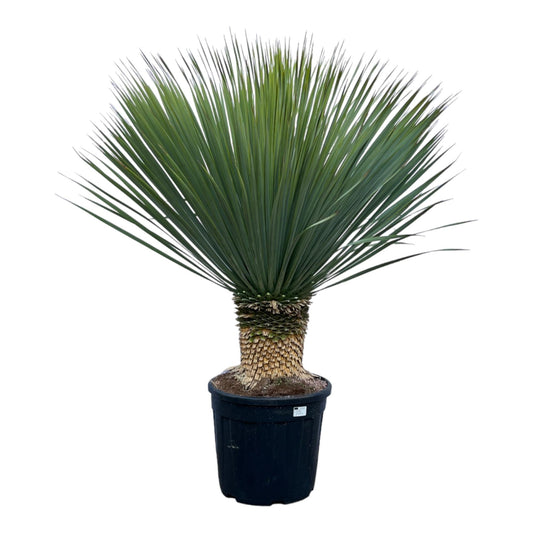 Yucca Rostrata - 140 cm - Forestbloom