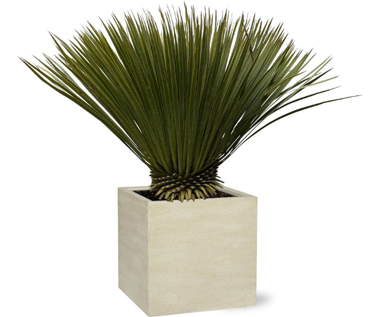 Yucca Rostrata - 80 cm - Forestbloom