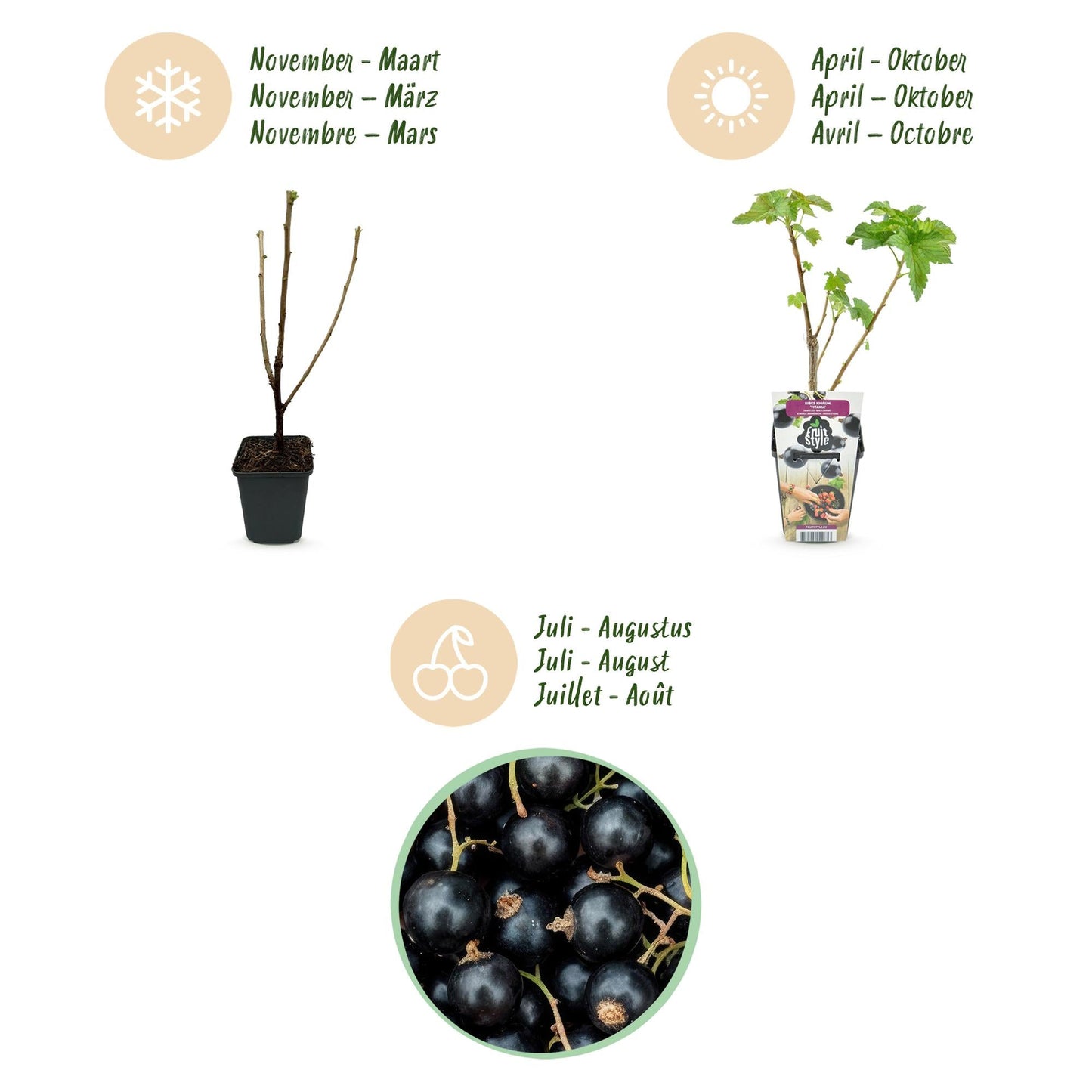 Zwarte Bes - Ribes nigrum Titania - Winterhard - 3 Planten - Forestbloom
