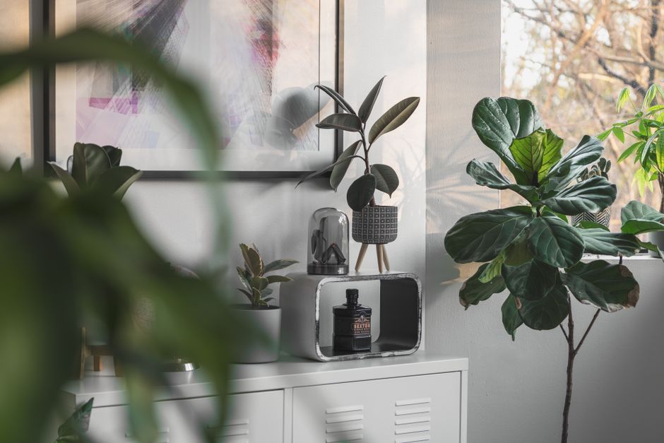 7 Planten voor een Rustiger en Groener Huis: Ontdek de Perfecte Kamerplanten voor Jouw Thuis - Forestbloom