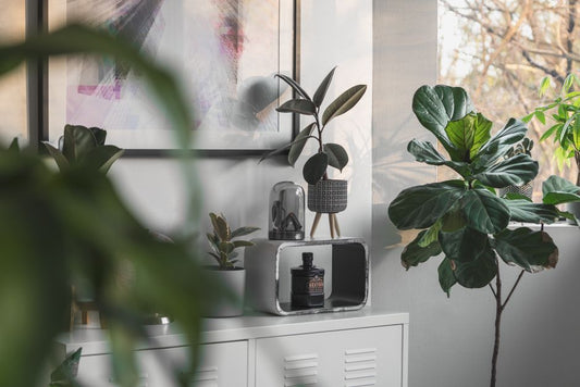 7 Planten voor een Rustiger en Groener Huis: Ontdek de Perfecte Kamerplanten voor Jouw Thuis - Forestbloom