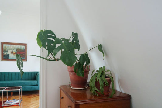 De Ultieme Gids: Top 10 Onderhoudsarme Kamerplanten voor Donkere Appartementen - Forestbloom