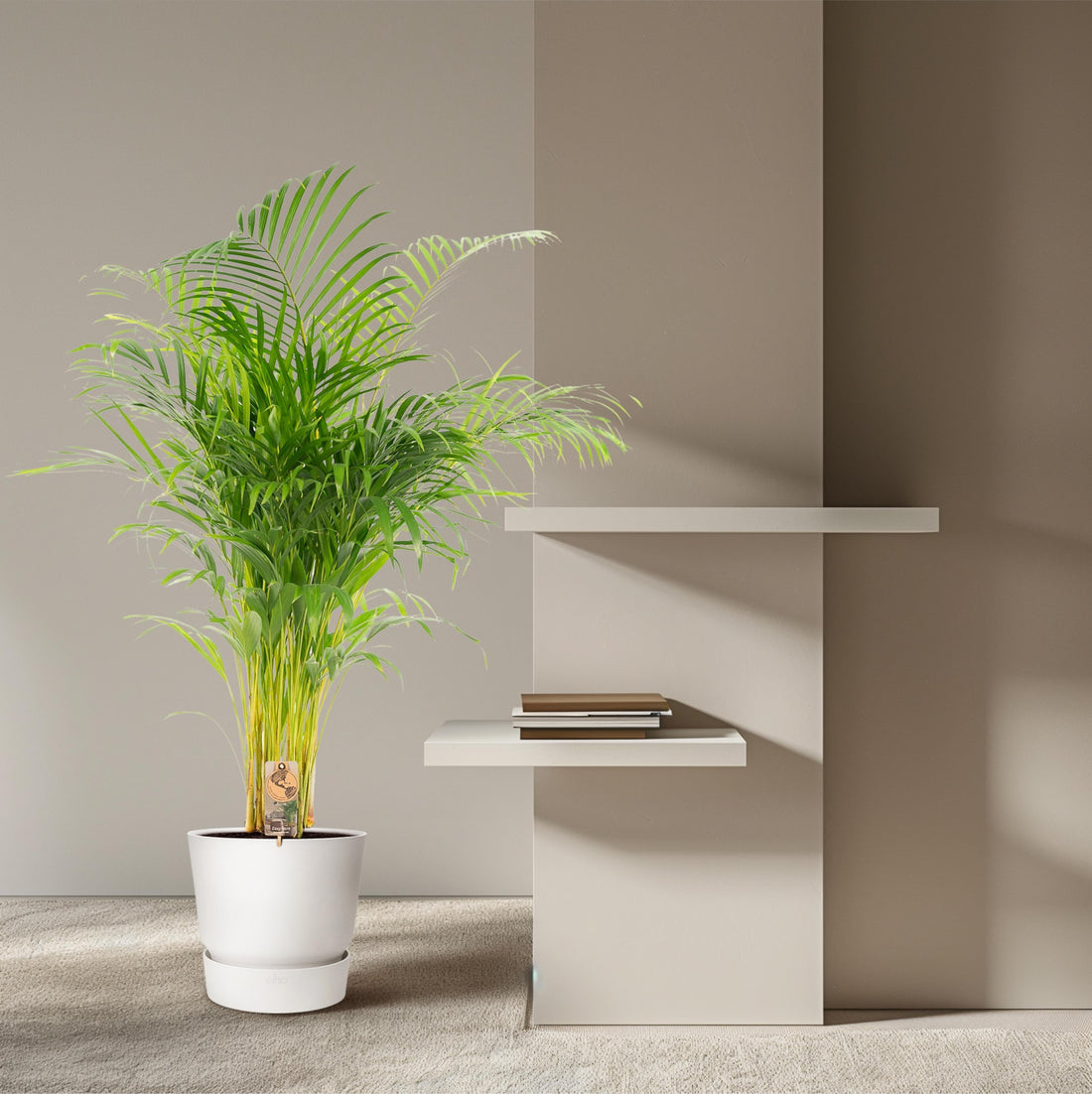 De Ultieme Gids voor de Verzorging van je Binnenpalm - Forestbloom