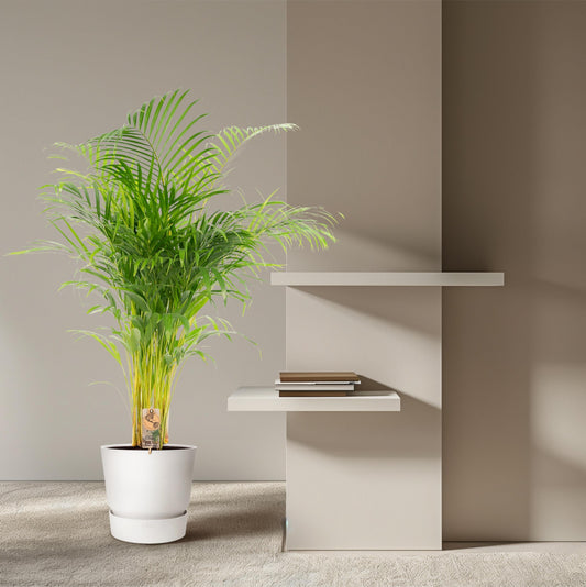 De Ultieme Gids voor de Verzorging van je Binnenpalm - Forestbloom