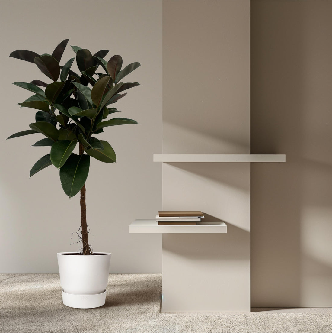 De Ultieme Gids voor de Verzorging van je Ficus Plant - Forestbloom