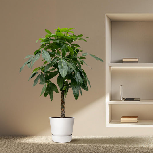 De Ultieme Gids voor de Verzorging van je Pachira Plant - Forestbloom