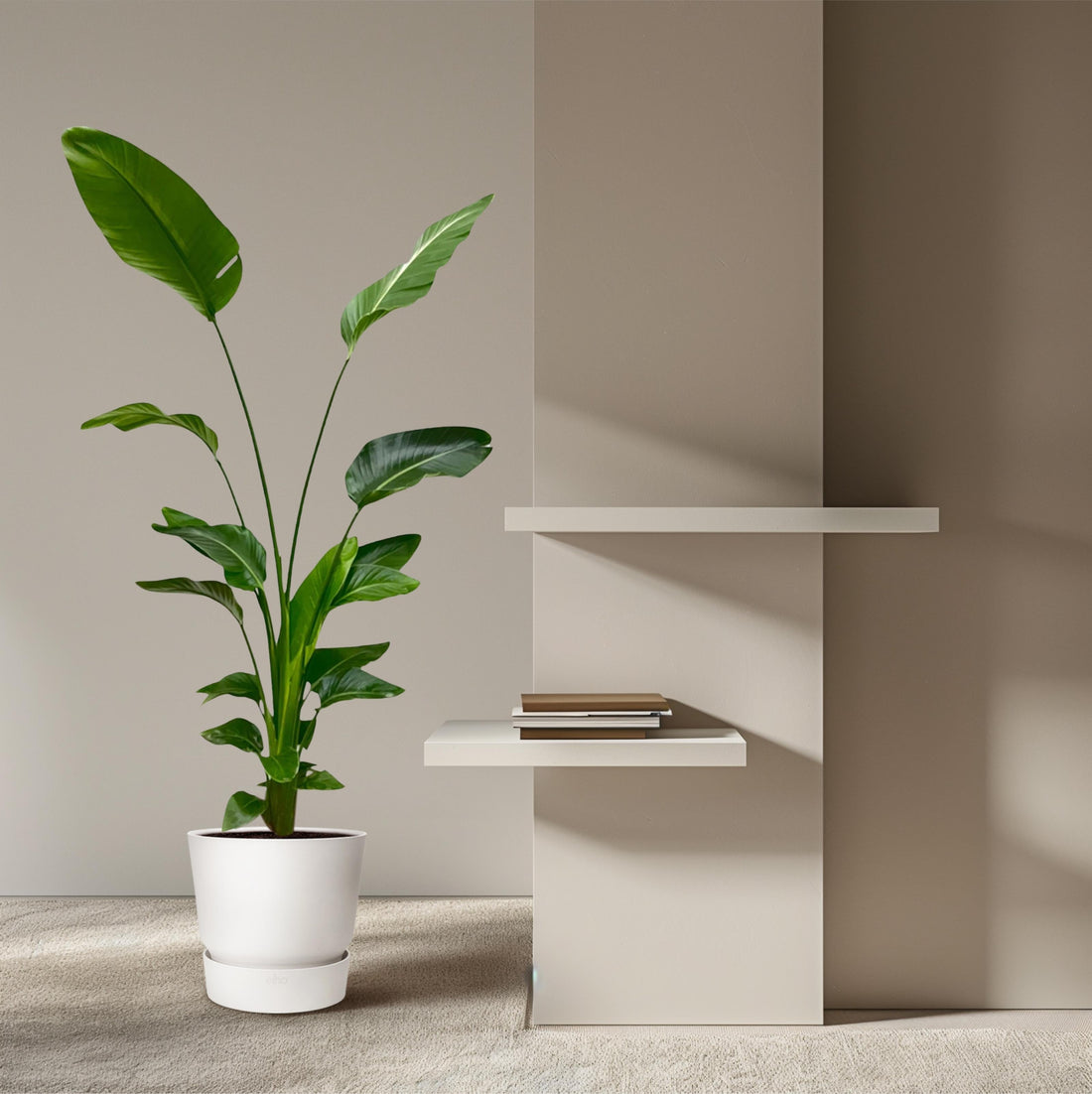 De Ultieme Gids voor de Verzorging van je Strelitzia Plant - Forestbloom