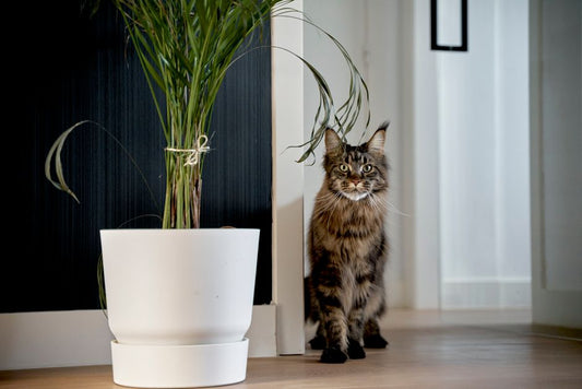 De Ultieme Gids voor Diervriendelijke Kamerplanten voor Kattenliefhebbers: Veilig Groen voor jouw Thuis - Forestbloom