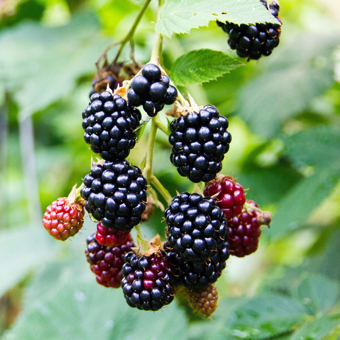 Snoeien doet bloeien: Fruitbomen en -struiken gids