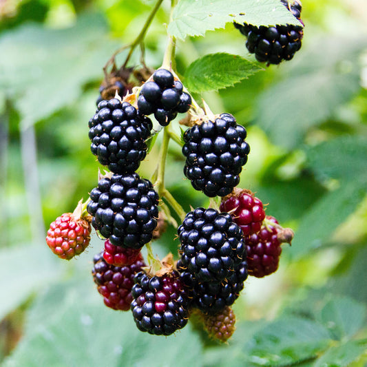 Snoeien doet bloeien: Fruitbomen en -struiken gids