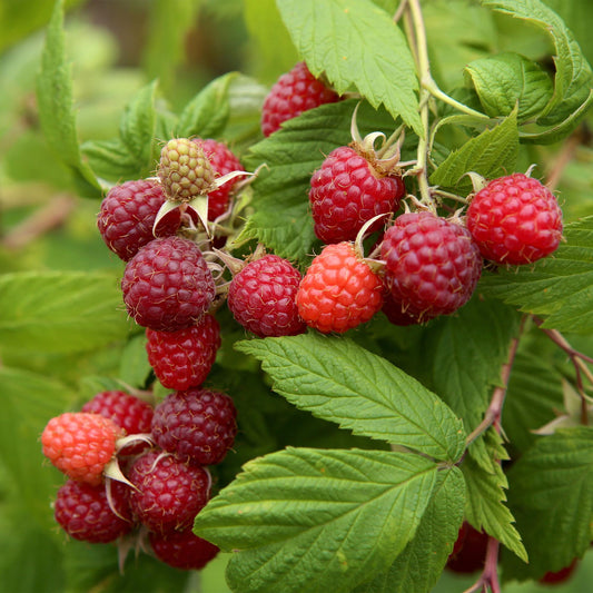 De perfecte start: Waar en hoe plant je fruit?