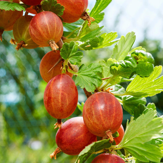 Het plukmoment: Wanneer is je fruit écht rijp?