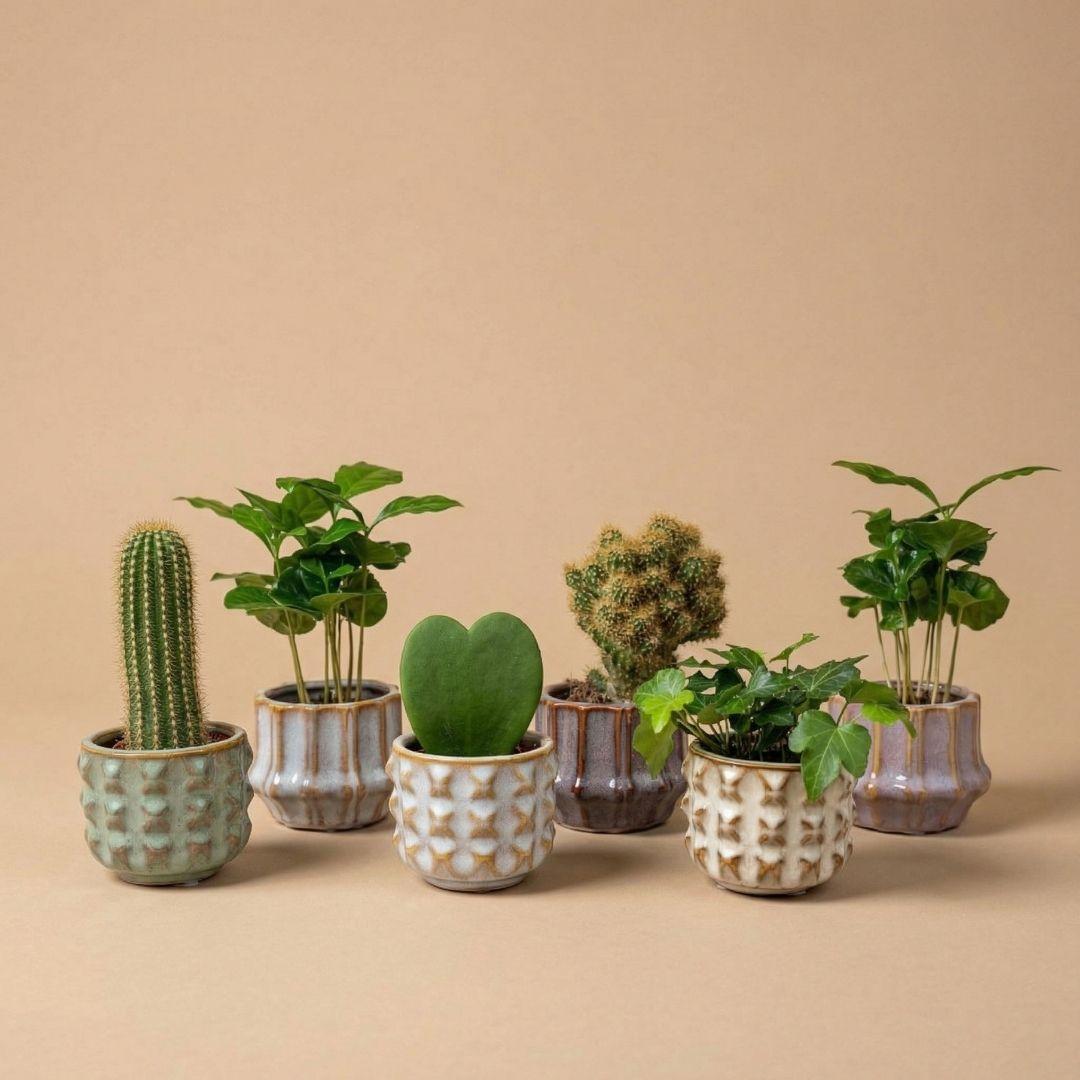 Combi deals - Forestbloom