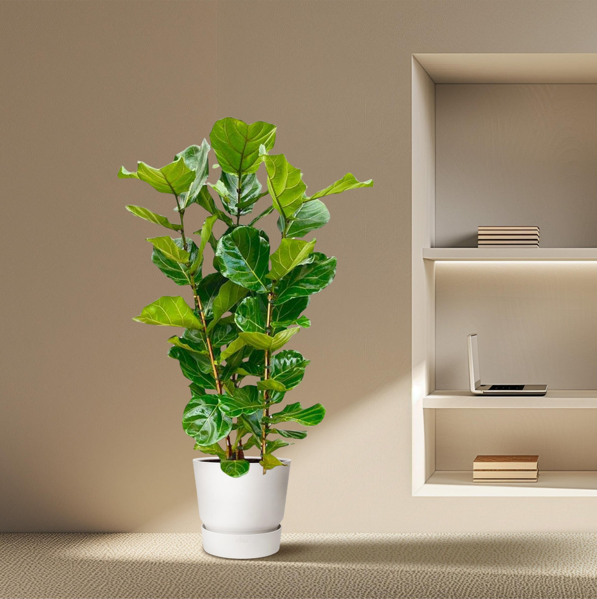 Ficus - Forestbloom