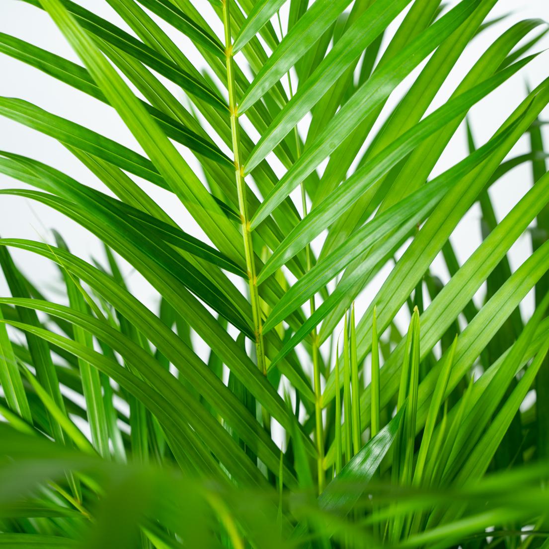 Luchtzuiverend - Forestbloom
