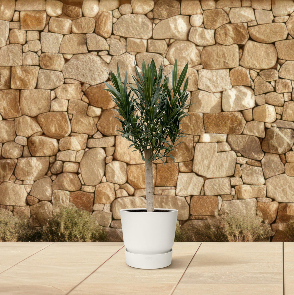Nerium Oleander - Forestbloom