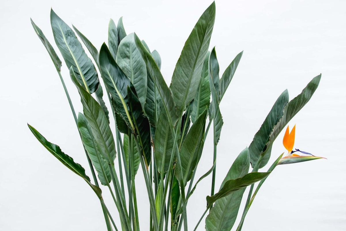 Strelitzia - Forestbloom