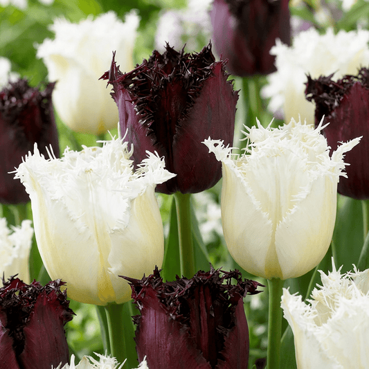 120x Tulipa Breakdance mix - Tulp Breakdance mix - Diversen - Voorjaarsbloeier - Bolmaat 11/12 - Forestbloom