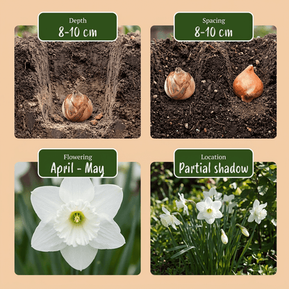 240x Narcissus Botanical White Mix - Botanische witte narcis mix - Wit - Voorjaarsbloeier - Bolmaat 10/12 - Forestbloom