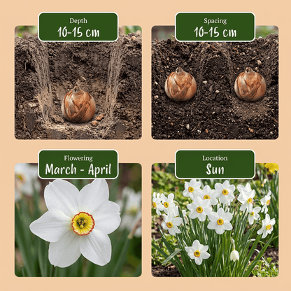 240x Narcissus Recurvus - Witte fazantoog - Wit - Voorjaarsbloeier - Bolmaat 10/12 - Forestbloom