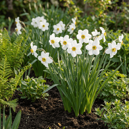 240x Narcissus Recurvus - Witte fazantoog - Wit - Voorjaarsbloeier - Bolmaat 10/12 - Forestbloom