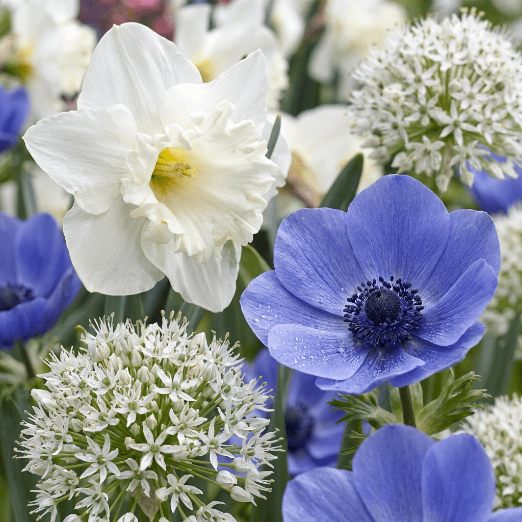 280x Bulb Sunny Garden - Zonnige tuinbol - Diversen - Zomerbloeier - Bolmaat 10/12 - Forestbloom