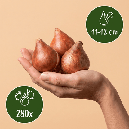 280x Tulipa Triumph mix - Triomf-tulp mix - Diversen - Voorjaarsbloeier - Bolmaat 11/17 - Forestbloom